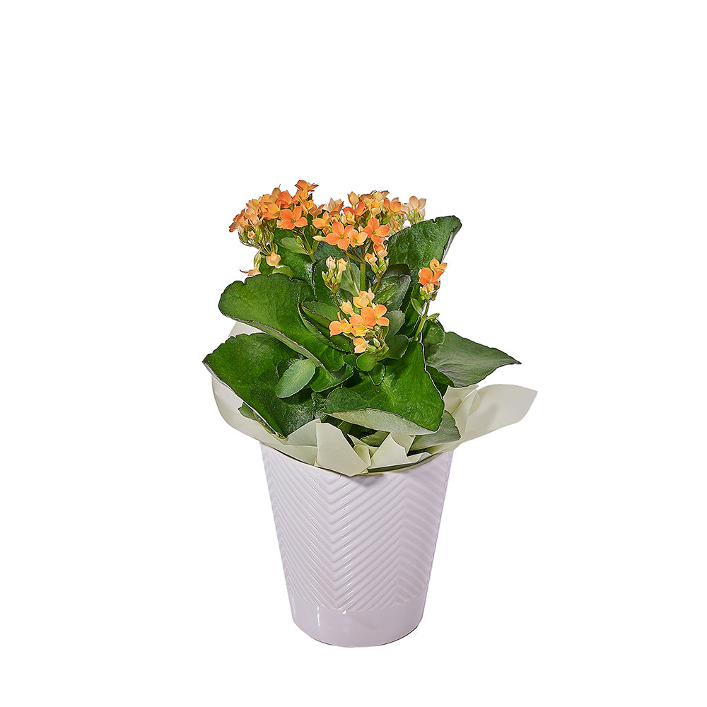 Kalanchoe Plant with Stylish Ceramic Pot – how the gift is presented