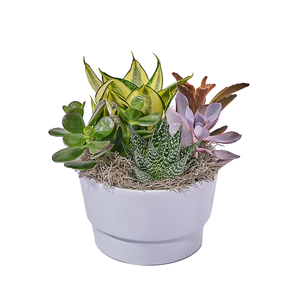 Succulent Garden Planter Pot - 6.25 Inch Diameter – how the gift is presented