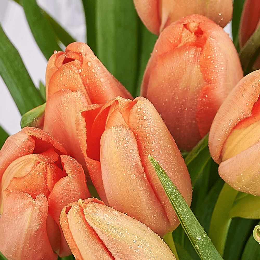 Midsummer Night Tulip Bouquet, tulip gift, tulip, flower gift, flower, seasonal flower gift, seasonal flower, Los Angeles delivery