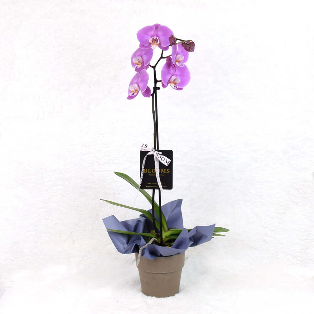 Valentine's Day Pink Orchid Plant Gift in Ceramic Pot – how the gift is presented
