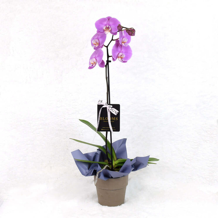 Valentine's Day Pink Orchid,Los Angeles Blooms- Los Angeles Delivery