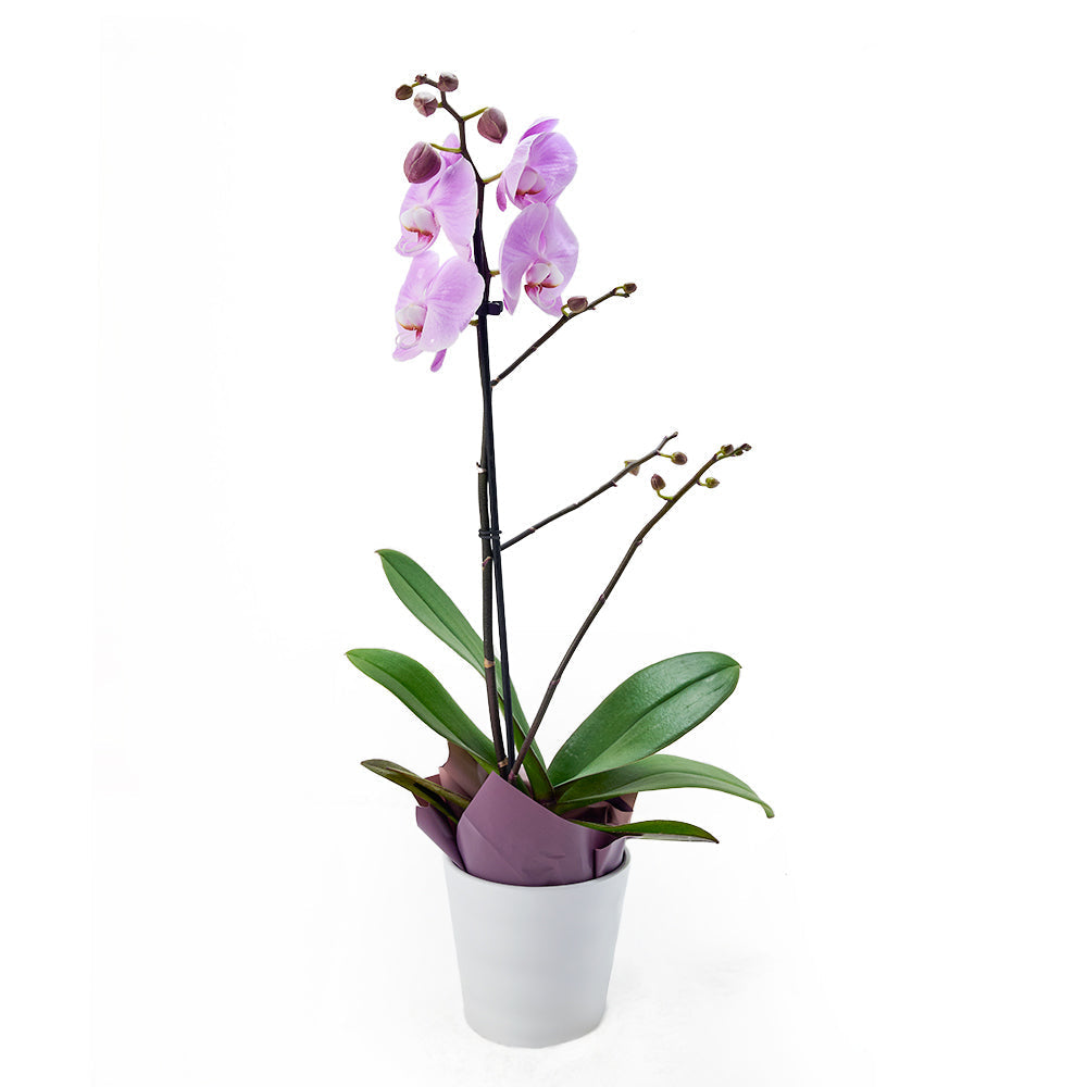 Elegant Purple and White Orchid Plant in Planter – how the gift is presented