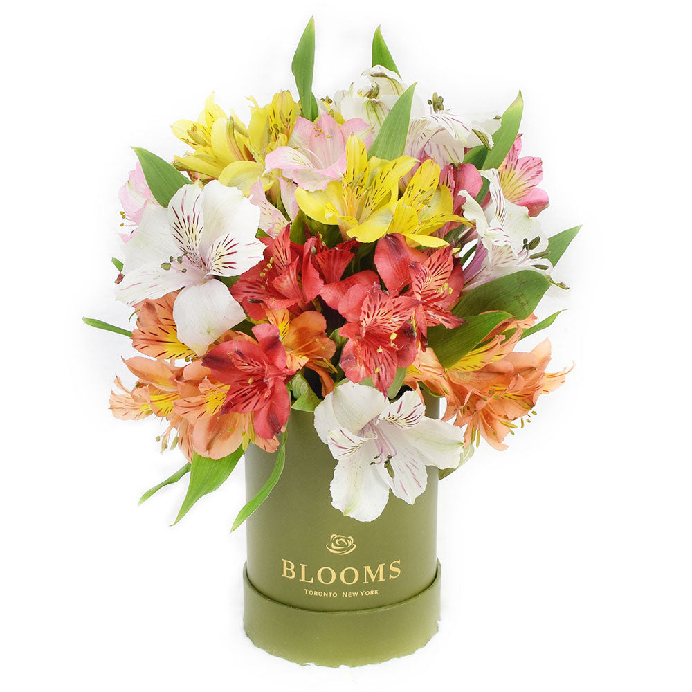 Multi-Hued Alstroemeria Flower Box – how the gift is presented