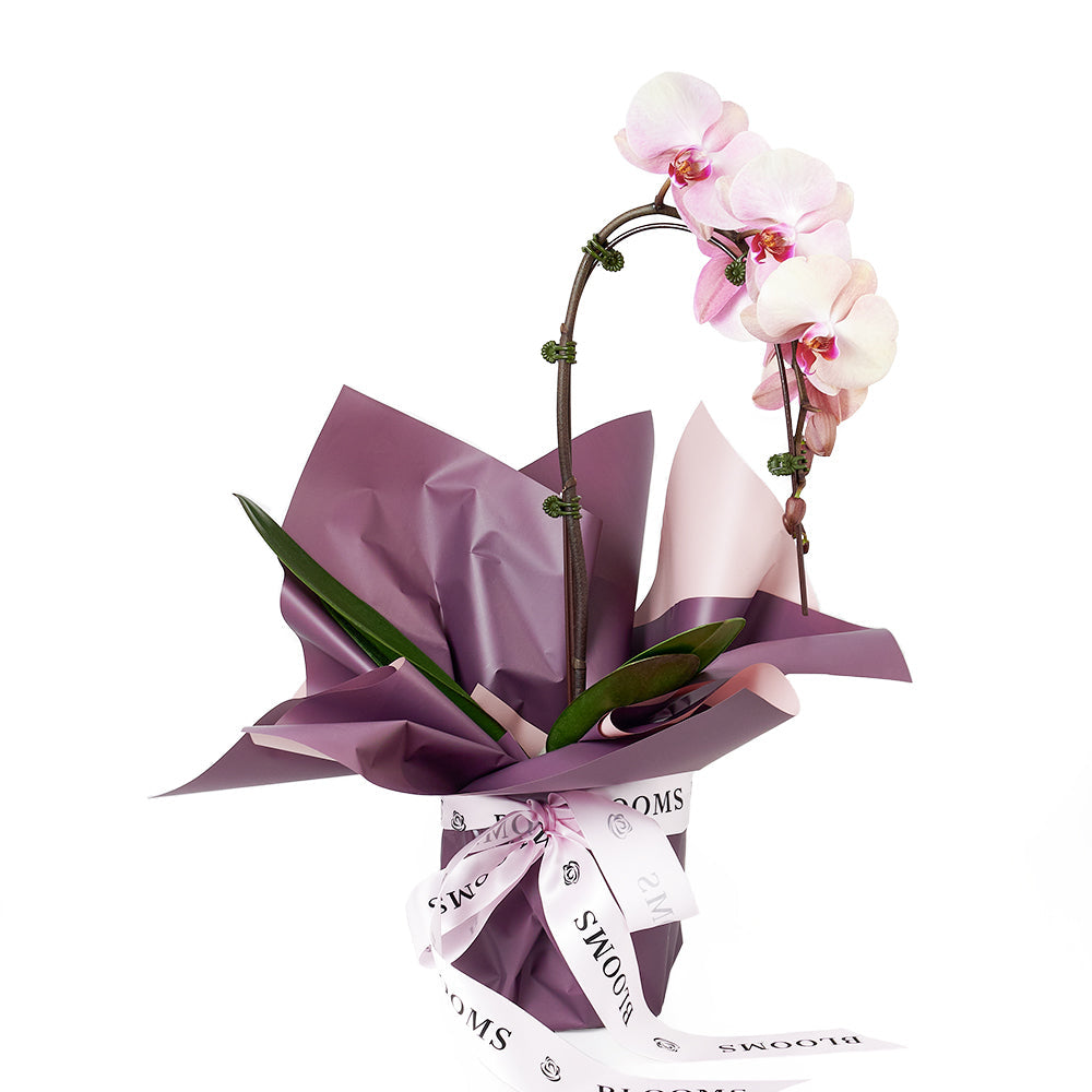 Orchid and Planter - Orchid Potted Plant Gift - Los Angeles Delivery.