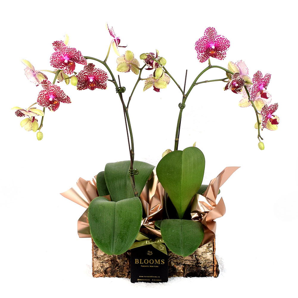 Pink Orchid Plant in Contemporary Planter – how the gift is presented