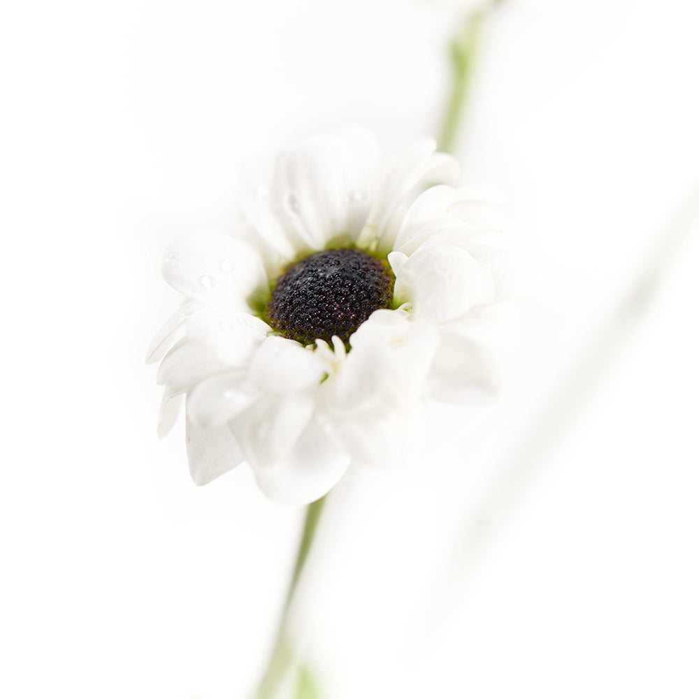 Pure and Pristine Daisy Bouquet - Gift Delivery - Los Angeles Blooms