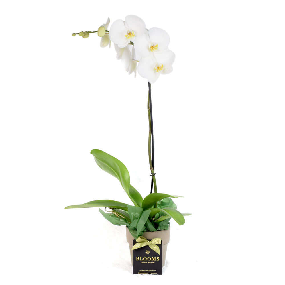 Ceramic Planter with White Orchid for Valentine's Day – how the gift is presented