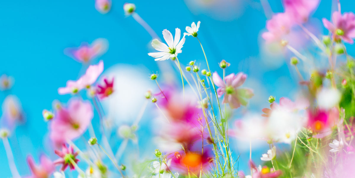 Best Flowers to Send This Summer