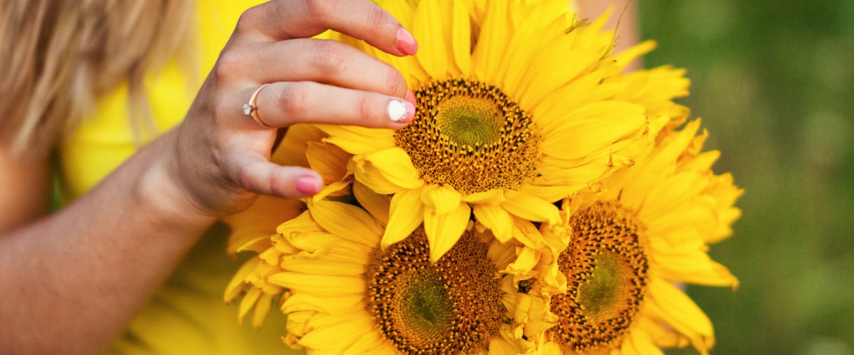 Sunflowers