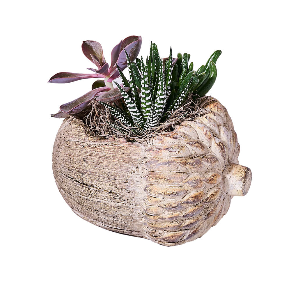 Acorn Succulent Plant Arrangement, plant gift, plant, thanksgiving gift, thanksgiving, fall gift, fall, halloween gift, halloween - Los Angeles Blooms - Los Angeles Delivery