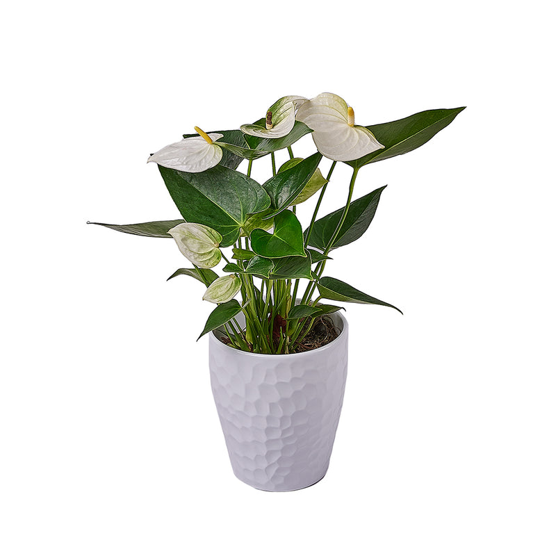 Admiration & Love Anthurium Flower, flower gift, flower, plant gift, plant, – Los Angeles Blooms - Los Angeles Delivery