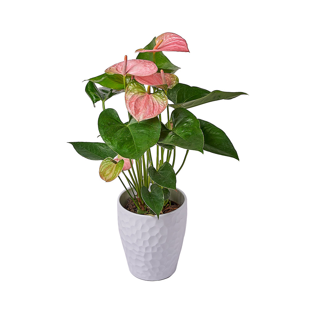 Blush Pink Anthurium Plant, plant gift, plant, flower gift, flower, – Los Angeles Blooms - Los Angeles Delivery