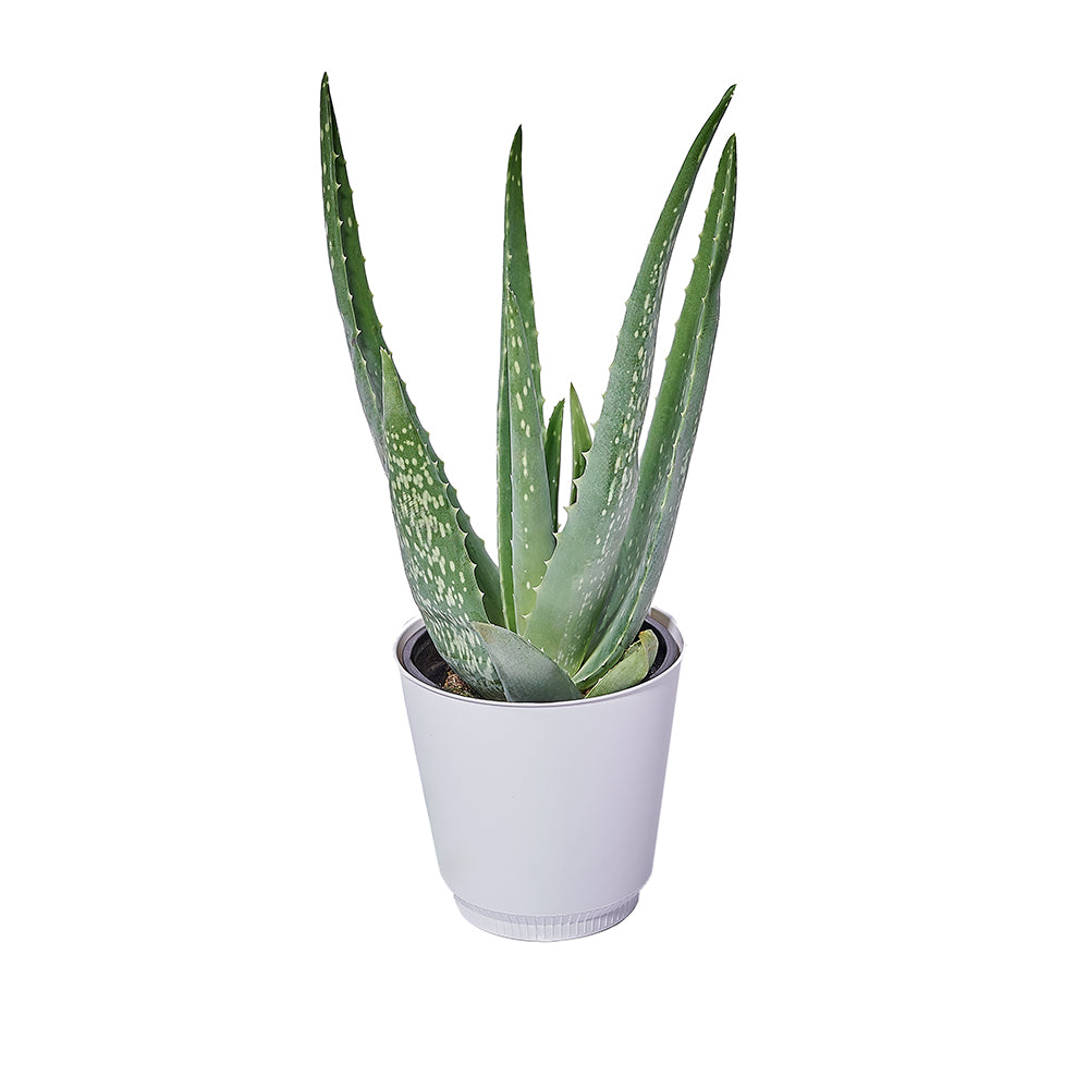 Calm Recollections Aloe Vera Plant, plant gift, plant, aloe vera gift, aloe vera, succulent gift, succulent, Los Angeles delivery – Los Angeles Blooms - Los Angeles Delivery