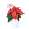 Potted Flower, flowers, Flower Arrangement, christmas, holiday, Set 24040-2021, holiday flower delivery, delivery holiday flower, christmas plant los angeles, los angeles Blooms christmas plant, los angeles delivery