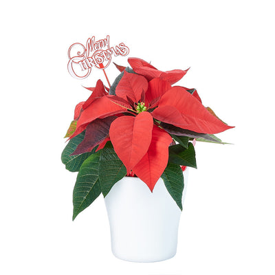 Potted Flower, flowers, Flower Arrangement, christmas, holiday, Set 24040-2021, holiday flower delivery, delivery holiday flower, christmas plant los angeles, los angeles Blooms christmas plant, los angeles delivery