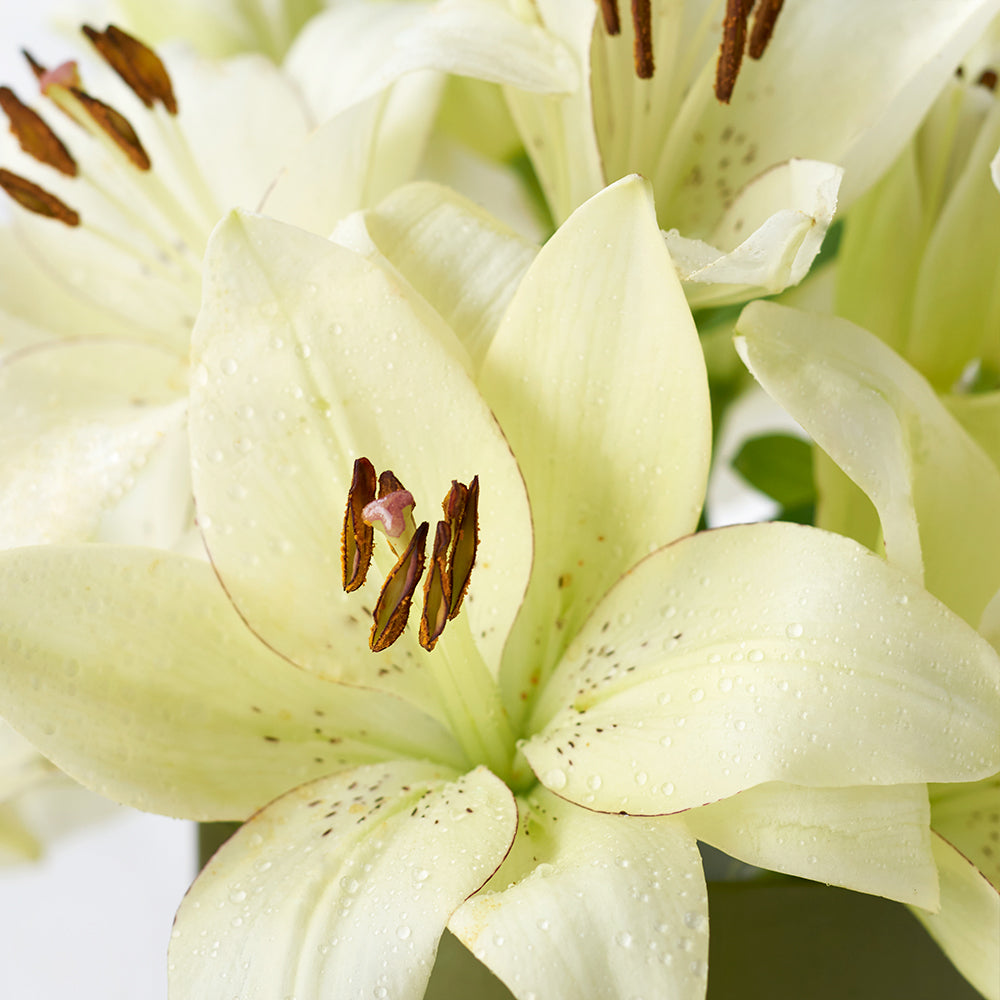 Cornsilk Surprise Lilies Box Arrangement from Los Angeles Blooms - Flower Gift - Los Angeles Delivery.