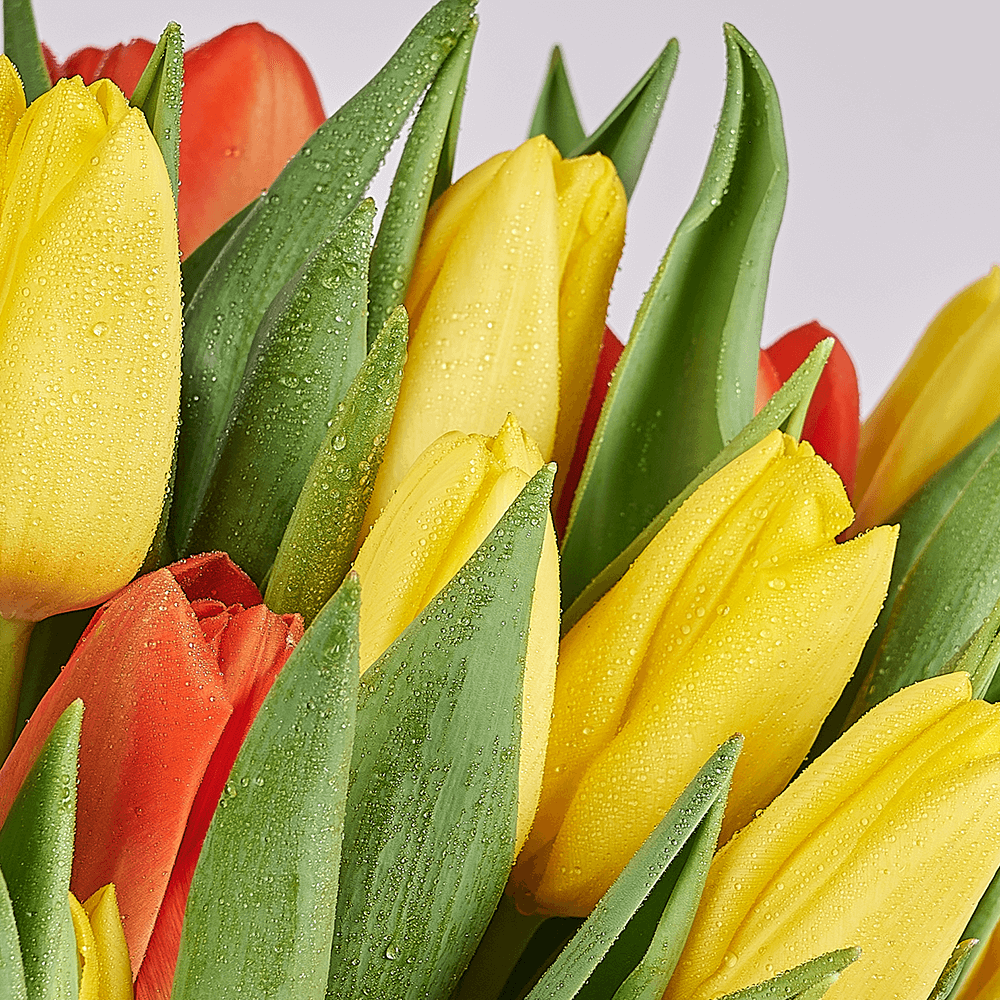 Country Garden Tulip Bouquet, tulip gift, tulips, seasonal flower gift, seasonal flowers, flower gift, flowers, Los Angeles delivery