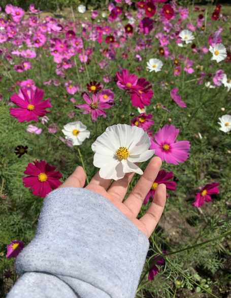 Same day flower delivery Toronto – Toronto flowers gifts