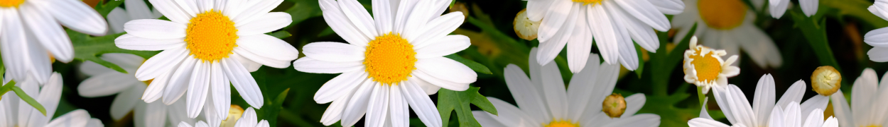 Same day flower delivery Toronto – Toronto flowers gifts