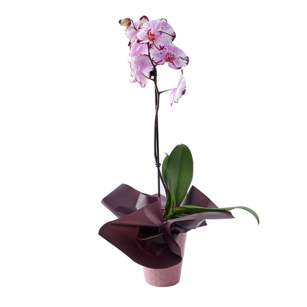 Large Orchid Plant with Pink Blooms in Decorative Planter – how the gift is presented