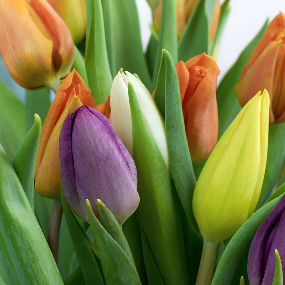 Encapsulated Elegance Tulip Bouquet - Los Angeles Delivery