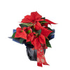 Festive Poinsettia Gift. Potted flower, floral gift - Los Angeles Delivery.