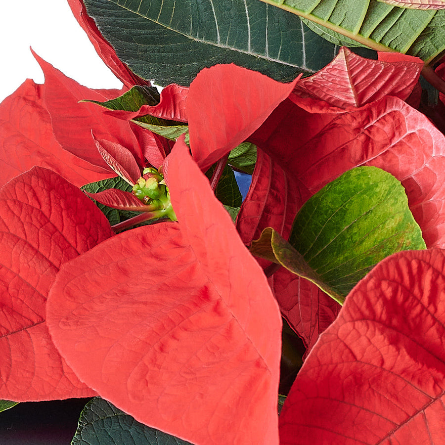 Festive Poinsettia Gift. Potted flower, floral gift - Los Angeles Delivery.