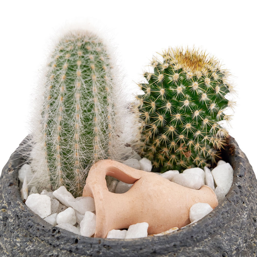 Forever Green Cactus Plant from Los Angeles Blooms - Plant Gift - Los Angeles Delivery.