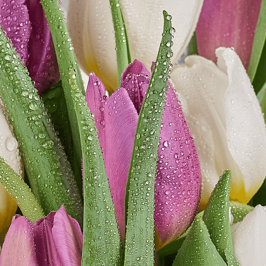 Lilac Dreams Tulip Bouquet