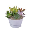 Lively Succulent Planter, plant gift, plant, succulent gift, succulent, Los Angeles delivery