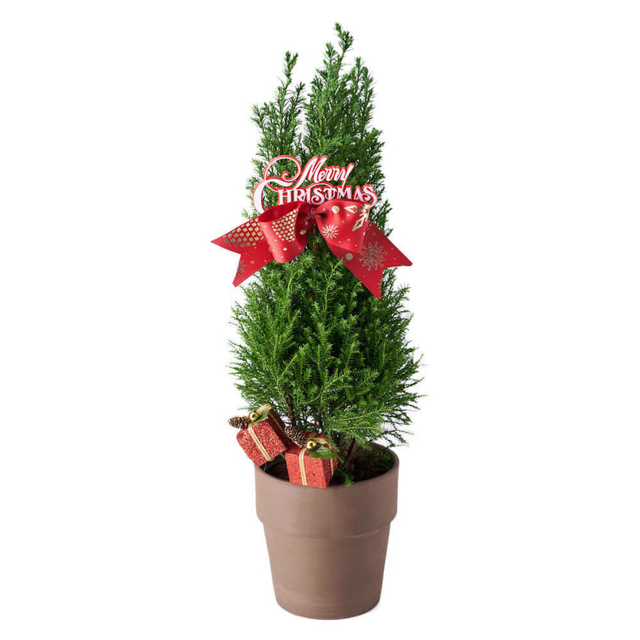 Mini Christmas Tree. Christmas Plant, plant Gifts - Los Angeles Delivery.