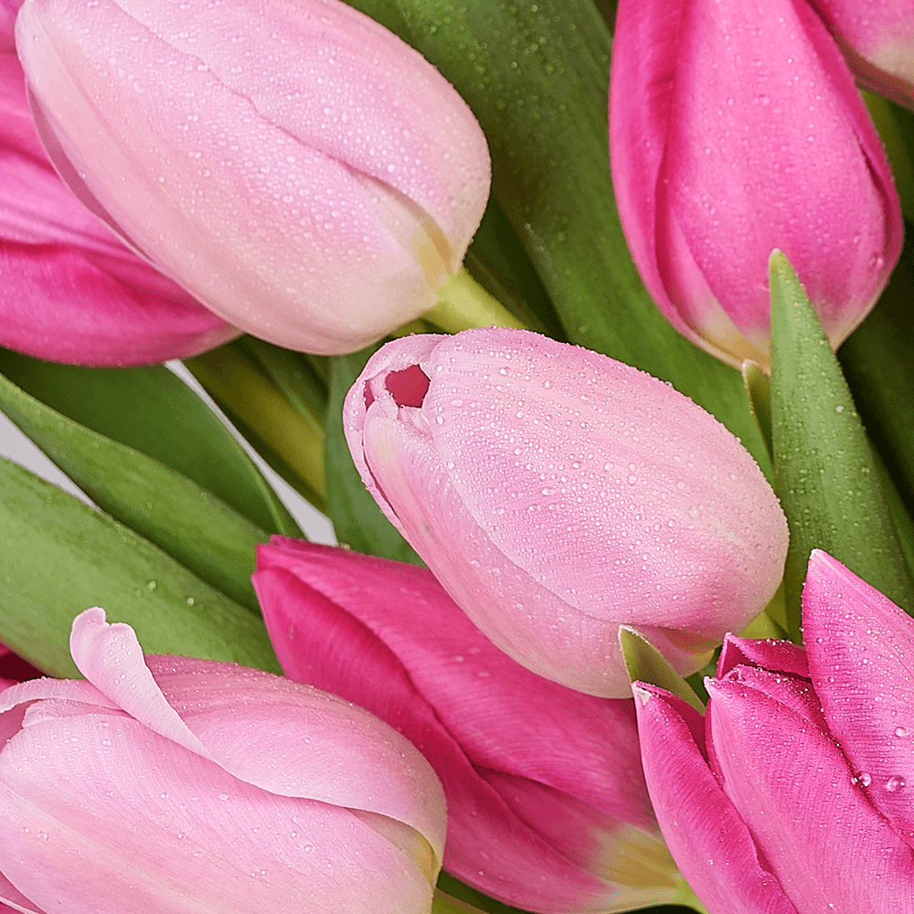 Mother’s Day Assorted Tulip Bouquet & Box, tulip gift, tulip, flower gift, flower, seasonal flower gift, seasonal flower, mothers day gift, mothers day, Los Angeles delivery