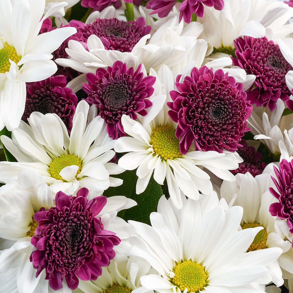 White and purple daisy floral bouquet. Los Angeles Blooms