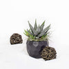 Petite Potted Succulent, floral gift baskets, gift baskets, succulent gift baskets. Los Angeles Blooms