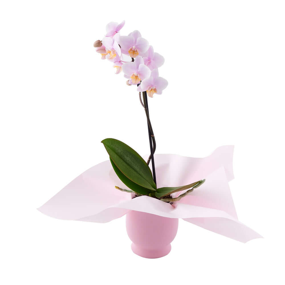 Pastel Pink Orchid Plant – how the gift is presented