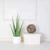 Potted Aloe Vera Plant, floral gift baskets, plant gift baskets - Los Angeles Delivery.