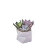 Potted Succulent Arrangement, plant gift, plant, succulent gift, succulent, Los Angeles delivery