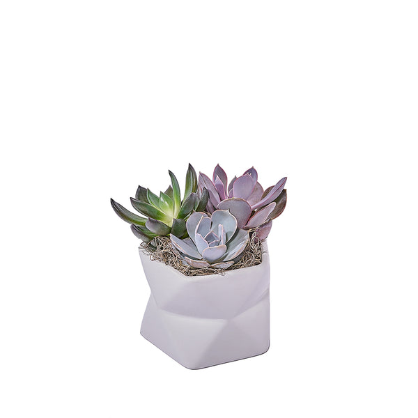 geometric succulent pots Potted Succulent Arrangement – Plant gift baskets – Los Angeles delivery