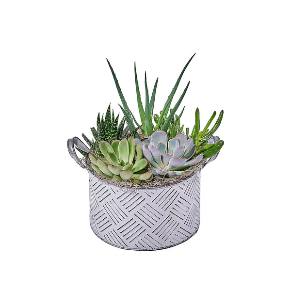 shop succulents amazon Potted Succulent Garden – Plant gift baskets – Los Angeles delivery