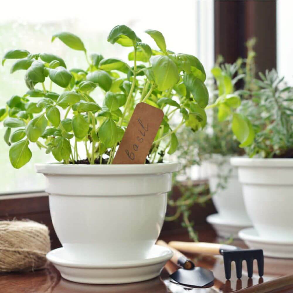 Give your garden a fresh new makeover with the Seasonal Plants Plant Subscription from Los Angeles Blooms.