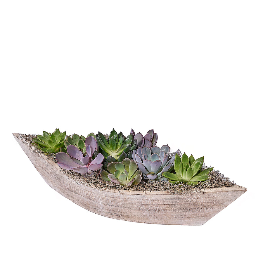 Serenity Plant Garden, plant gift, plant, succulent gift, succulent, Los Angeles delivery