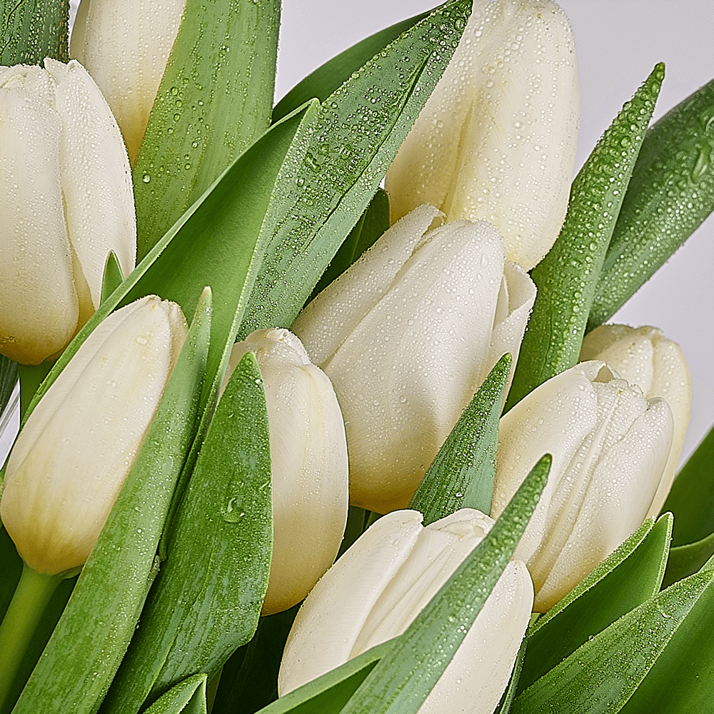 Spring Scents Tulip Bouquet, tulip gift, tulips, flower gift, flowers, seasonal flower gifts, seasonal flowers, Los Angeles delivery