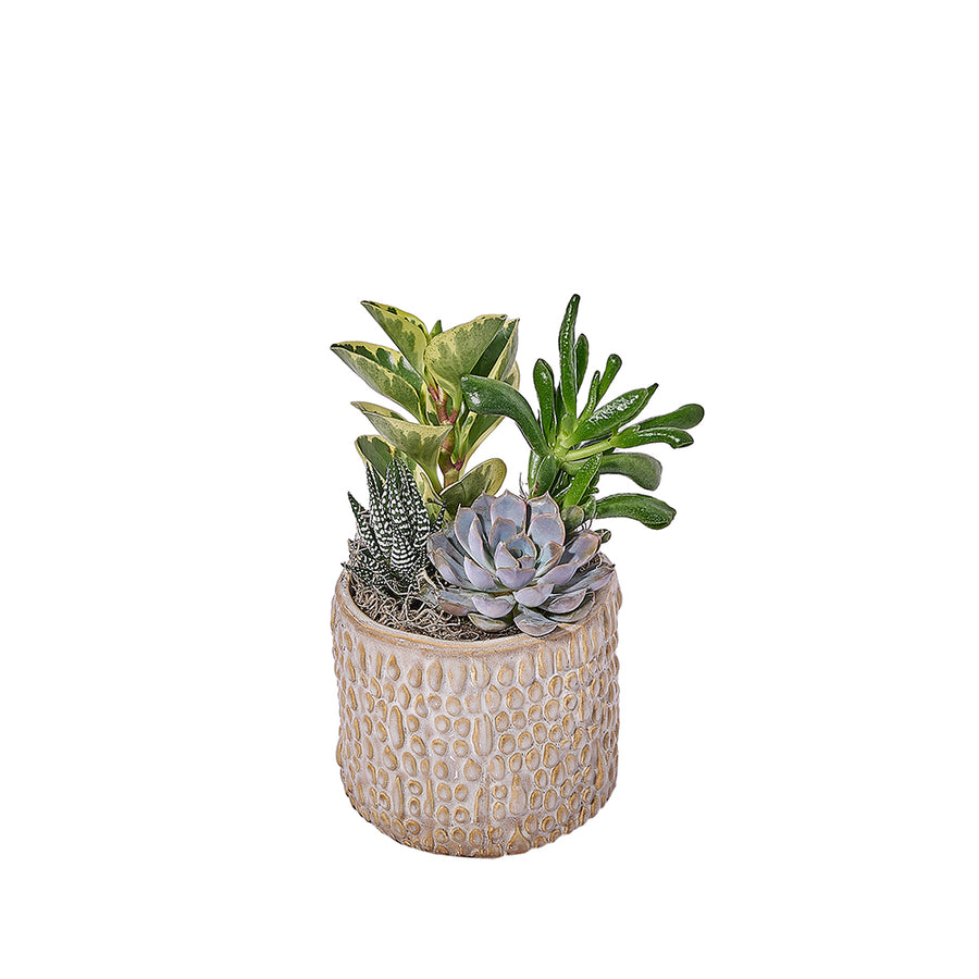 Succulent Textured Garden, plant gift, plant, succulent gift, succulent, Los Angeles delivery