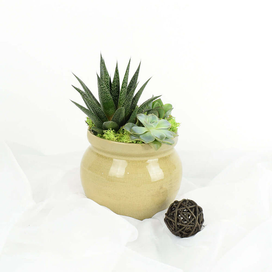 Succulent Trio Potted Arrangement, floral gift baskets, succulent gift baskets - Los Angeles Delivery.
