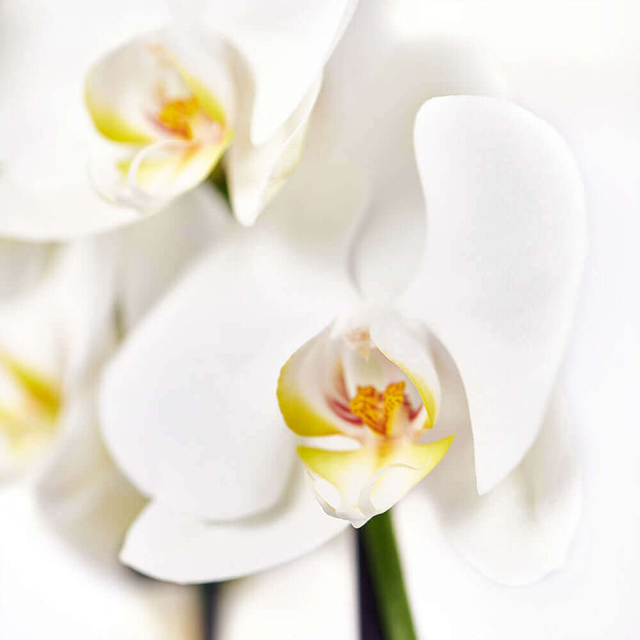 Tropical Orchid Arrangement - Orchid and Anthurium Potted Arrangement - Los Angeles Blooms