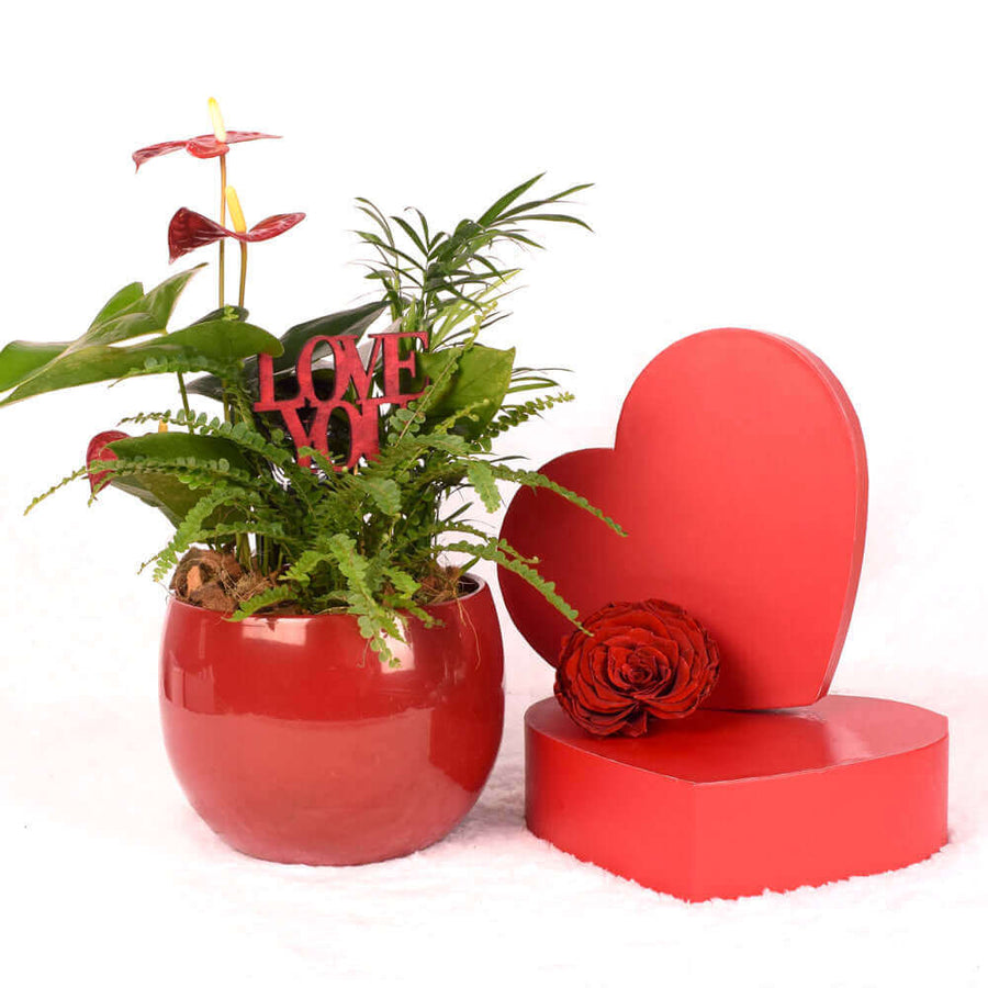 Valentine's Day Ardent Red Anthurium, Los Angeles Blooms Los Angeles Delivery