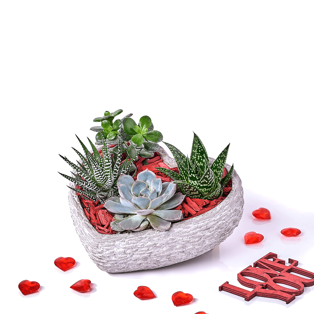 Valentine's Day Succulent Planter with Stone Heart Design – how the gift is presented