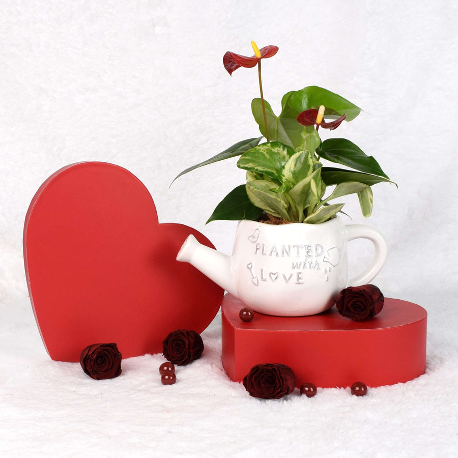 Valentine's Day Planted With Love Anthurium, Los Angeles Blooms -  Los Angeles Delivery.