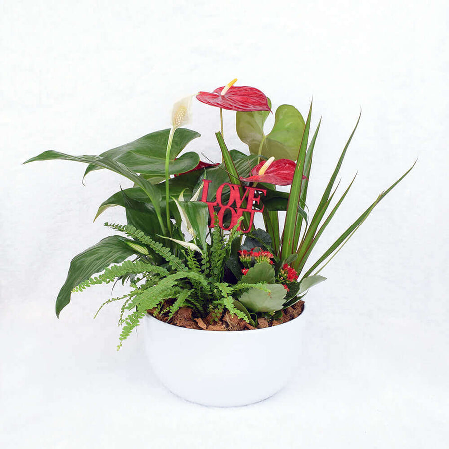 Valentine's Day Potted White Anthurium, Los Angeles Blooms - Los Angeles Delivery.