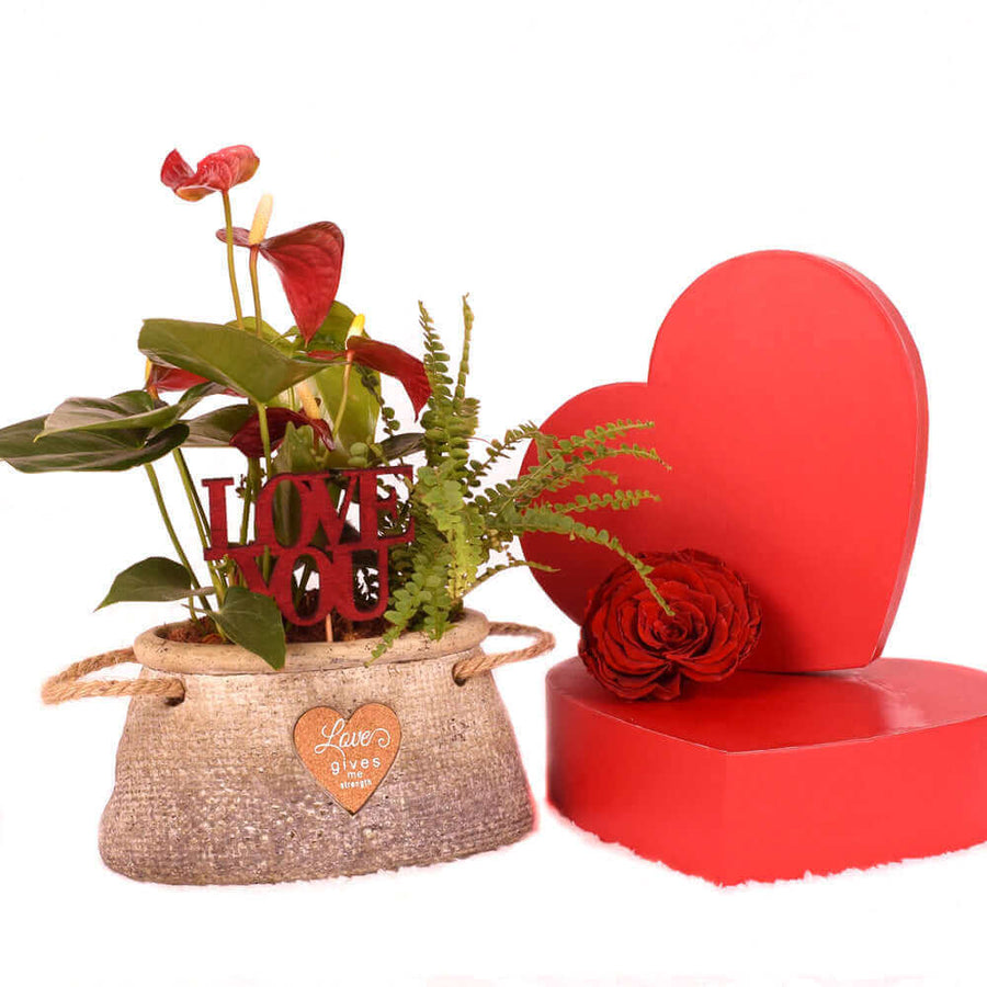 Valentine's Day Romantic Anthurium, Los Angeles Blooms - Los Angeles Delivery.